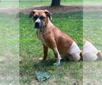 Small #2 Saint Bernard Mix