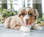 Puppy Dolly Miniature American Shepherd