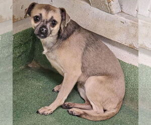 Zia - Female Chug Dog for Adoption - Photo #4