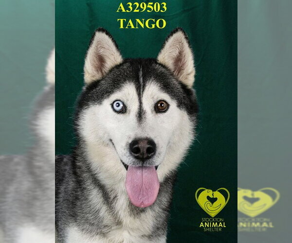 Medium Photo #1 Siberian Husky Puppy For Sale in Stockton, CA, USA