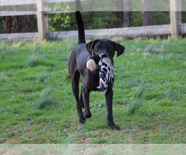 Medium Photo #6 Labrador Retriever-Unknown Mix Puppy For Sale in Aurora, IN, USA