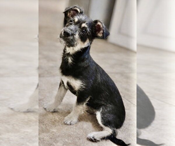 Medium Photo #5 Mutt Puppy For Sale in San Diego, CA, USA