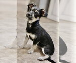 Small #4 Mutt