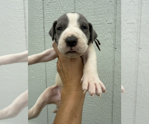 Medium Photo #6 Great Dane Puppy For Sale in HALLETTSVILLE, TX, USA
