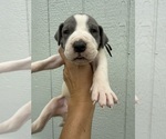 Small #5 Great Dane
