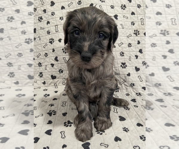 Medium Photo #1 Goldendoodle Puppy For Sale in CENTURIA, WI, USA