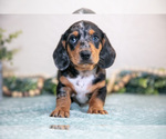 Small #1 Dachshund