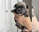 Small Photo #9 French Bulldog Puppy For Sale in BERWYN, IL, USA