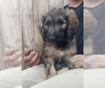 Small #2 Afghan Hound-Poodle (Standard) Mix