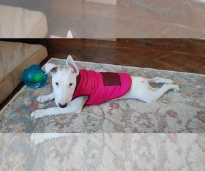 Bull Terrier Puppy for sale in ELDORA, IA, USA