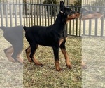 Small #3 Doberman Pinscher
