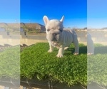 Small #1 French Bulldog