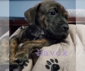 Catahoula Bulldog Puppy for sale in JACKSONVILLE, NC, USA