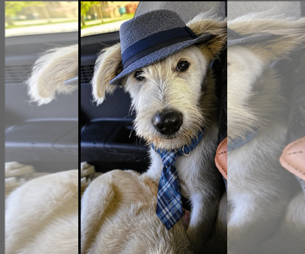 Medium Photo #7 Golden Retriever-Unknown Mix Puppy For Sale in Mt. Laurel, NJ, USA