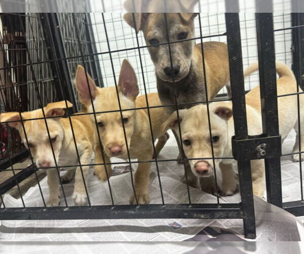 Medium Photo #3 Chi-Corgi Puppy For Sale in Mukwonago, WI, USA