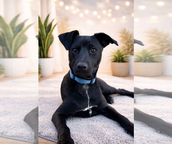 Medium Photo #9 Labrador Retriever-Unknown Mix Puppy For Sale in Euless, TX, USA