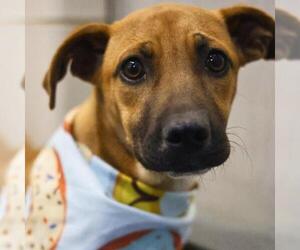 Mutt Dogs for adoption in San Antonio, TX, USA