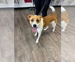 Small #5 American Pit Bull Terrier Mix
