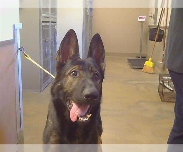 Medium Photo #1 German Shepherd Dog Puppy For Sale in Sacramento, CA, USA