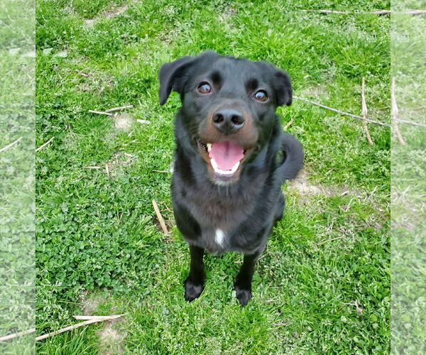 Medium Photo #2 Labrador Retriever-Unknown Mix Puppy For Sale in New Castle, DE, USA
