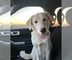 - Mix Dogs for adoption in MIDWAY, UT, USA