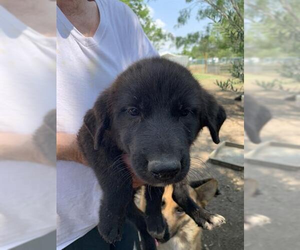 Medium Photo #2 Mutt Puppy For Sale in San Antonio, TX, USA