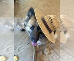 Small #5 German Shepherd Dog