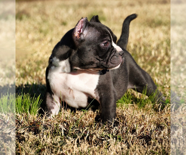 Medium Photo #3 American Bully Puppy For Sale in FERN CREEK, KY, USA
