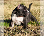 Small Photo #3 American Bully Puppy For Sale in FERN CREEK, KY, USA