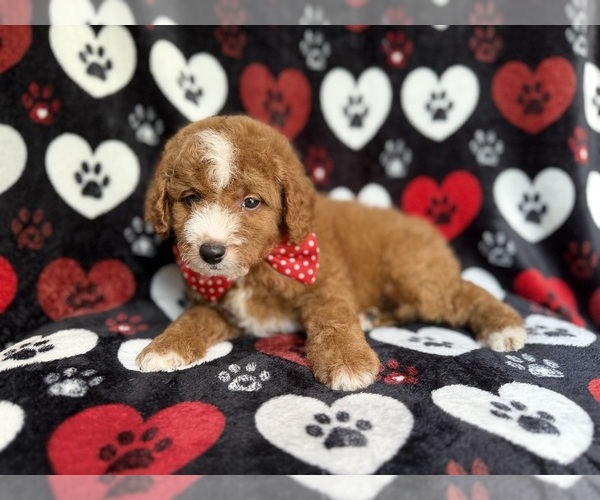 Medium Photo #5 Cavapoo Puppy For Sale in LAKELAND, FL, USA