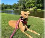 Small #2 Boxer Mix