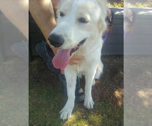 Medium Photo #3 Great Pyrenees Puppy For Sale in Spring, TX, USA