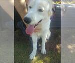 Small Photo #3 Great Pyrenees Puppy For Sale in Spring, TX, USA