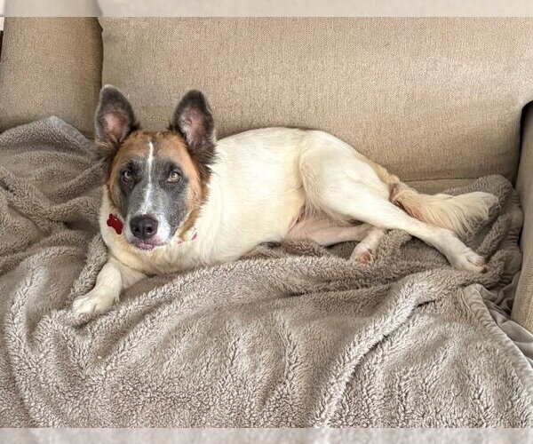 Medium Photo #3 Mutt Puppy For Sale in Lakewood, CO, USA