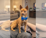 Vinny - Male Chipin Dog for Adoption - Small photo