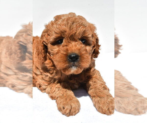 Medium Photo #62 Goldendoodle mix (+ Poodle Miniature) Puppy For Sale in DURHAM, CT, USA