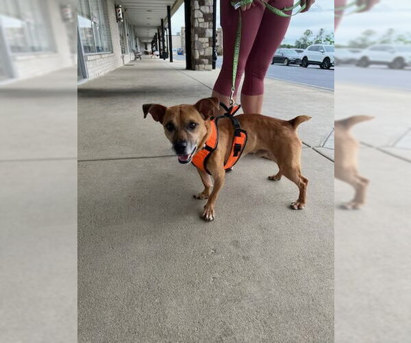 Medium Photo #7 Jack Russell Terrier-Unknown Mix Puppy For Sale in Doylestown, PA, USA