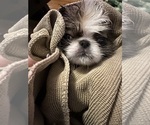 Puppy Puppy 2 Japanese Chin
