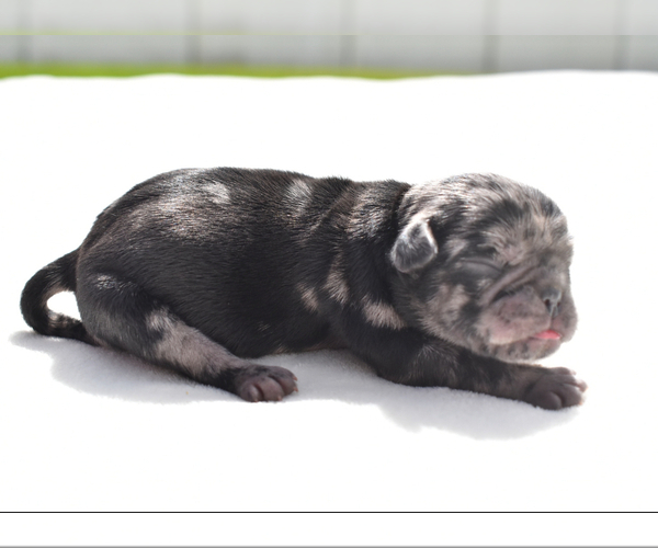Medium Photo #2 Pug Puppy For Sale in PALM COAST, FL, USA