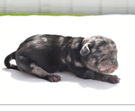 Small #1 Pug