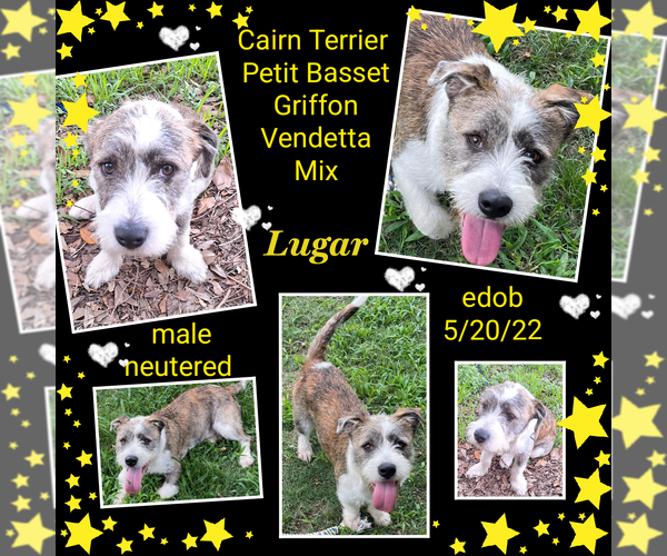 Medium Photo #8 Cairn Terrier-Petit Basset Griffon Vendeen Mix Puppy For Sale in Missouri City, TX, USA