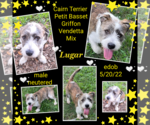 Small #7 Cairn Terrier-Petit Basset Griffon Vendeen Mix