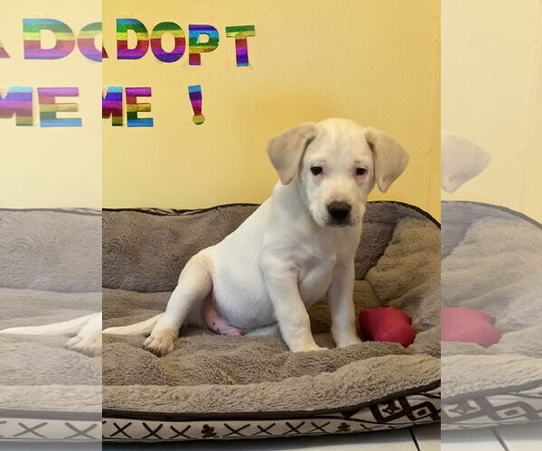 Medium Photo #3 Mutt Puppy For Sale in Crossville, AL, USA