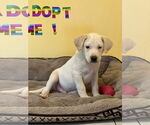 Small #2 Mutt