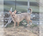 Small #5 Mutt