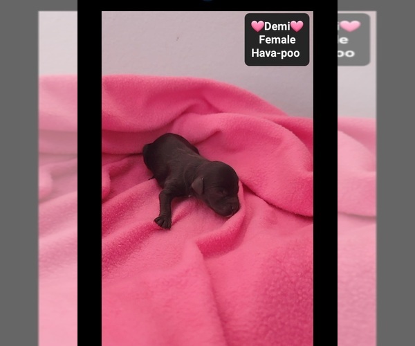 Medium Photo #3 Havapoo Puppy For Sale in TUCSON, AZ, USA