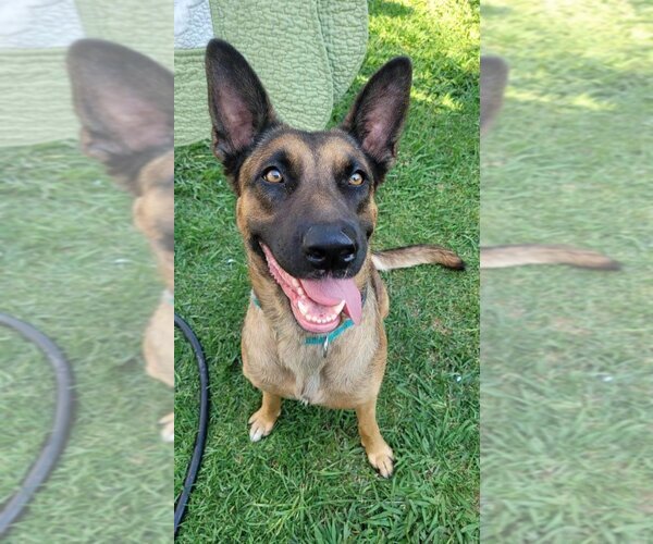 Medium Photo #1 Mutt Puppy For Sale in Dana Point, CA, USA