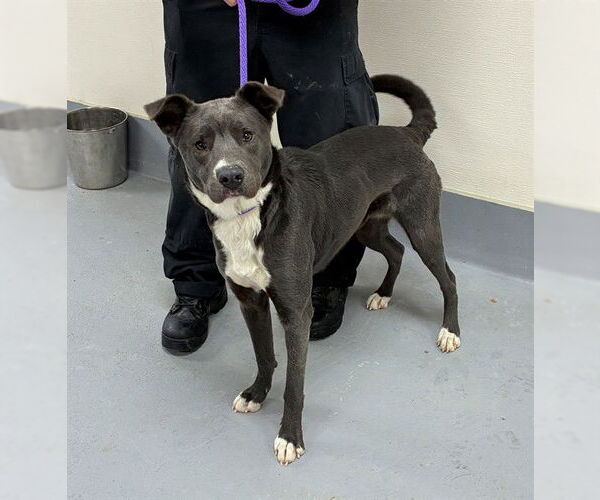 Medium Photo #1 Labrador Retriever-Unknown Mix Puppy For Sale in Louisville, KY, USA