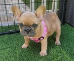 Small #4 French Bulldog