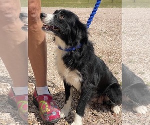 Border-Aussie Dogs for adoption in Castle Rock, CO, USA